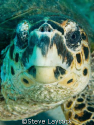 Hawksbill turtle looking into the lens by Steve Laycock 